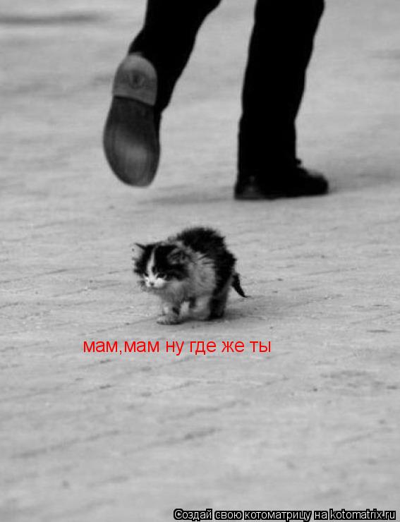 мам,мам ну где же ты... Котоматрица: мам,мам ну где же ты