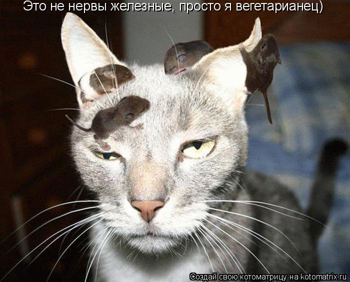 Это не нервы железные, просто я вегетарианец)... Котоматрица: Это не нервы железные, просто я вегетарианец)