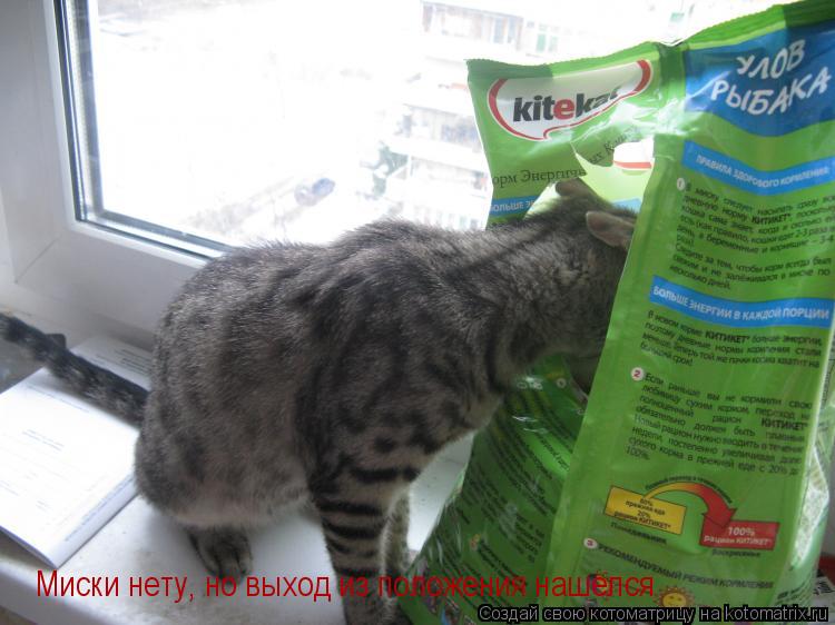 Миски нету, но выход из положения нашелся... Котоматрица: Миски нету, но выход из положения нашелся