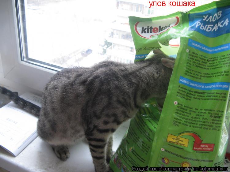 улов кошака... Котоматрица: улов кошака