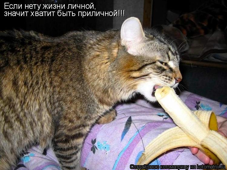 Если нету жизни личной, значит хватит быть приличной!!!... Котоматрица: Если нету жизни личной, значит хватит быть приличной!!!