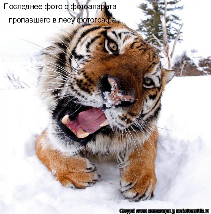 Последнее фото с фотоапарата пропавшего в лесу фотографа..... Котоматрица: Последнее фото с фотоапарата пропавшего в лесу фотографа..
