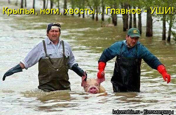 Крылья, ноги, хвосты... Главное - УШИ!... Котоматрица: Крылья, ноги, хвосты... Главное - УШИ!