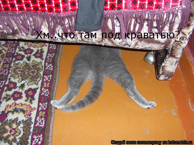 Хм..что там под краватью?... Котоматрица: Хм..что там под краватью?