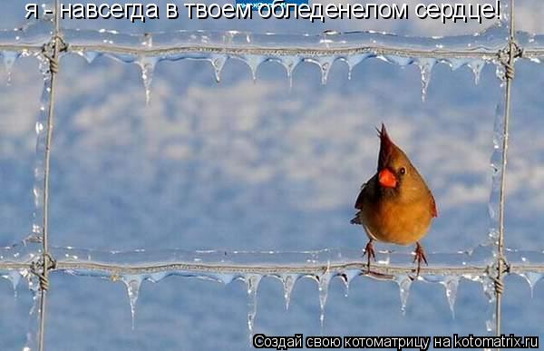 я - навсегда в твоем обледенелом сердце!... Котоматрица: я - навсегда в твоем обледенелом сердце!