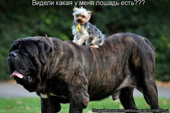 Видели какая у меня лошадь есть???... Котоматрица: Видели какая у меня лошадь есть???