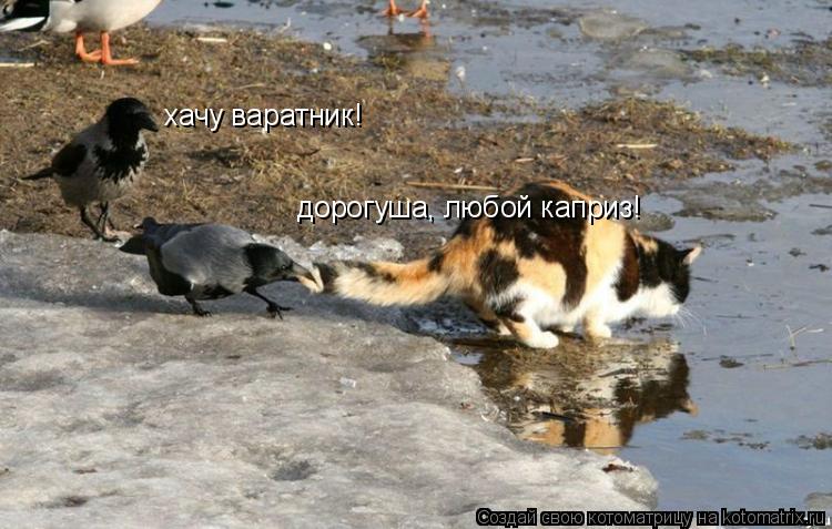 хачу варатник! дорогуша, любой каприз!... Котоматрица: хачу варатник! дорогуша, любой каприз!