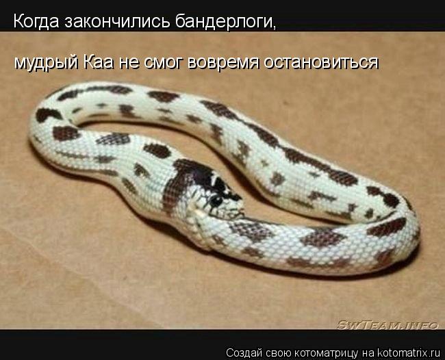 Когда закончились бандерлоги, мудрый Каа не смог вовремя остановиться... Котоматрица: Когда закончились бандерлоги, мудрый Каа не смог вовремя остановиться