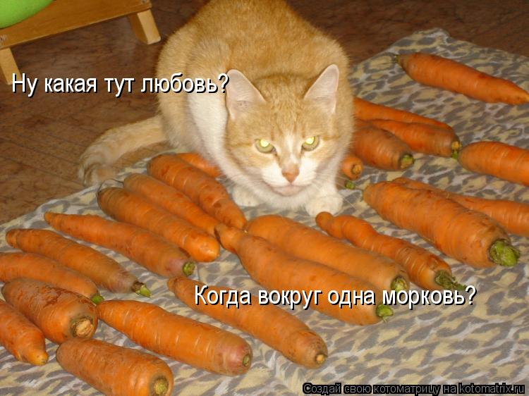 Ну какая тут любовь? Когда вокруг одна морковь?... Котоматрица: Ну какая тут любовь? Когда вокруг одна морковь?