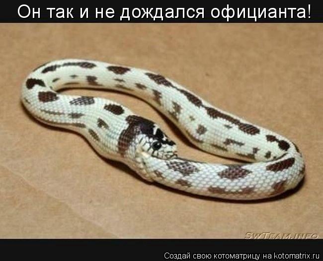 Он так и не дождался официанта!... Котоматрица: Он так и не дождался официанта!