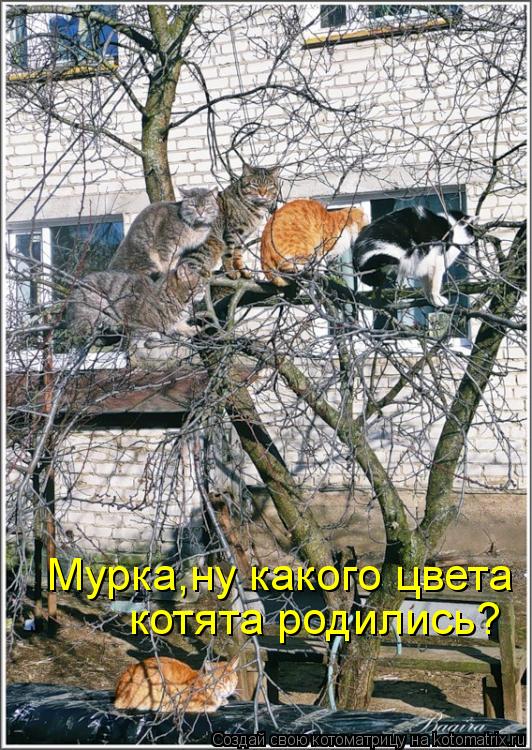 Котоматрица: Мурка,ну какого цвета  котята родились?