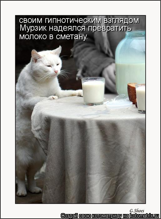 Котоматрица: своим гипнотическим взглядом Мурзик надеялся превратить молоко в сметану.