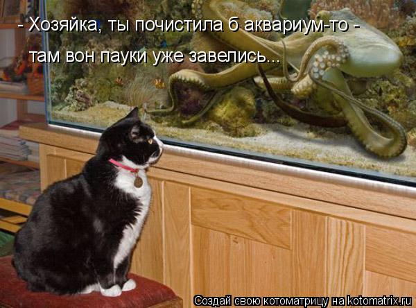 Котоматрица: - Хозяйка, ты почистила б аквариум-то -  там вон пауки уже завелись...