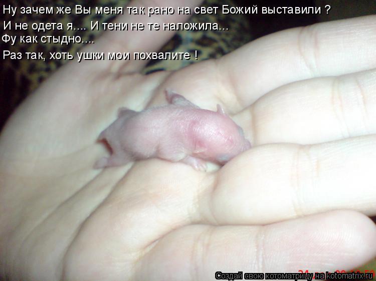 Ну зачем же Вы меня так рано на свет Божий выставили ? И не одета я.... И тени не те наложила... Фу к... Котоматрица: Ну зачем же Вы меня так рано на свет Божий выставили ? И не одета я.... И тени не те наложила... Фу как стыдно.... Раз так, хоть ушки мои похвалите !