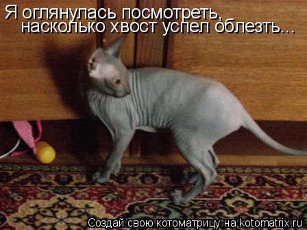 Я оглянулась посмотреть, насколько хвост успел облезть...... Котоматрица: Я оглянулась посмотреть, насколько хвост успел облезть...