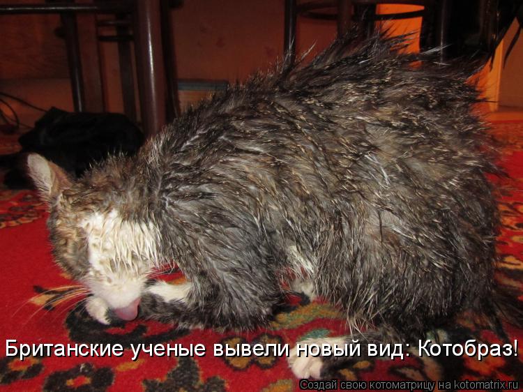 Британские ученые вывели новый вид: Котобраз!... Котоматрица: Британские ученые вывели новый вид: Котобраз!