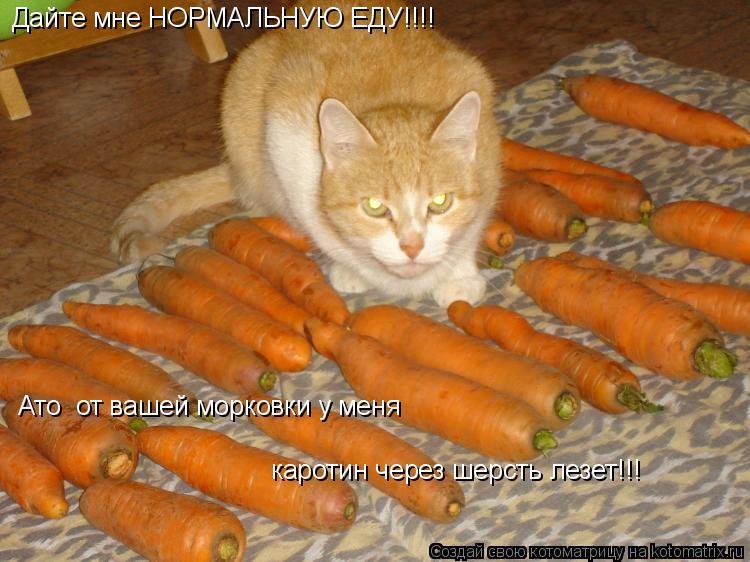 Дайте мне НОРМАЛЬНУЮ ЕДУ!!!! Ато от вашей морковки у меня каротин через шерсть лезет!!!... Котоматрица: Дайте мне НОРМАЛЬНУЮ ЕДУ!!!! Ато от вашей морковки у меня каротин через шерсть лезет!!!