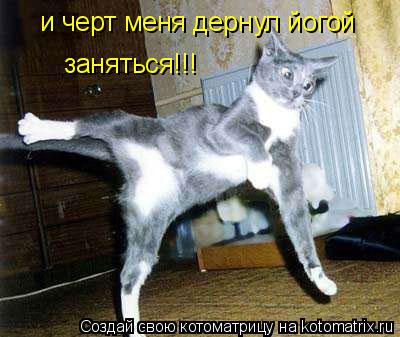 заняться!!! и черт меня дернул йогой... Котоматрица: заняться!!! и черт меня дернул йогой