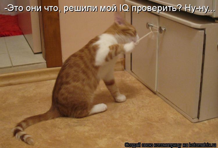 -Это они что, решили мой IQ проверить? Ну-ну...... Котоматрица: -Это они что, решили мой IQ проверить? Ну-ну...