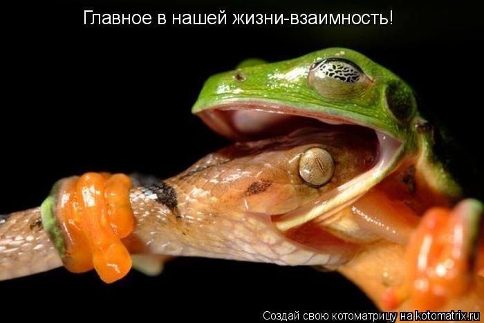 Главное в нашей жизни-взаимность!... Котоматрица: Главное в нашей жизни-взаимность!