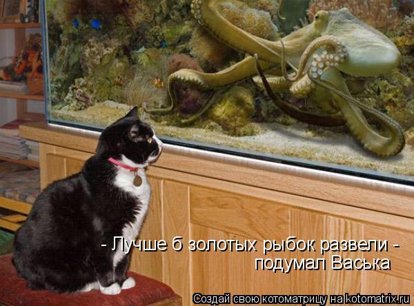 - Лучше б золотых рыбок развели - подумал Васька... Котоматрица: - Лучше б золотых рыбок развели - подумал Васька