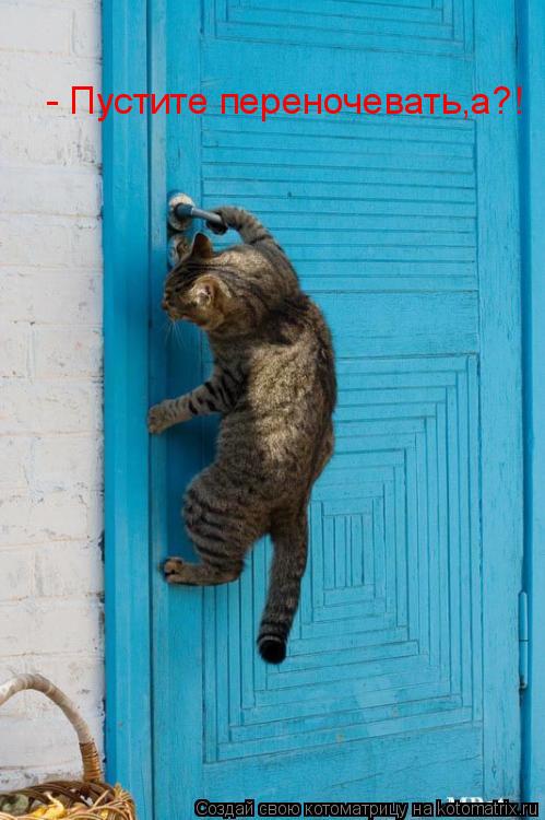 - Пустите переночевать,а?!... Котоматрица: - Пустите переночевать,а?!