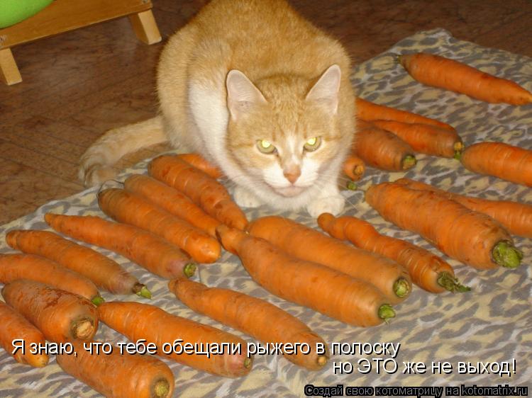 Я знаю, что тебе обещали рыжего в полоску но ЭТО же не выход!... Котоматрица: Я знаю, что тебе обещали рыжего в полоску но ЭТО же не выход!