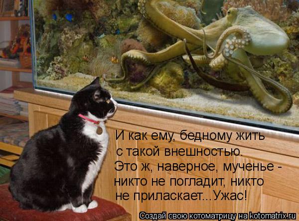 И как ему, бедному жить с такой внешностью. Это ж, наверное, мученье - никто не погладит, никто не пр... Котоматрица: И как ему, бедному жить с такой внешностью. Это ж, наверное, мученье - никто не погладит, никто не приласкает...Ужас!