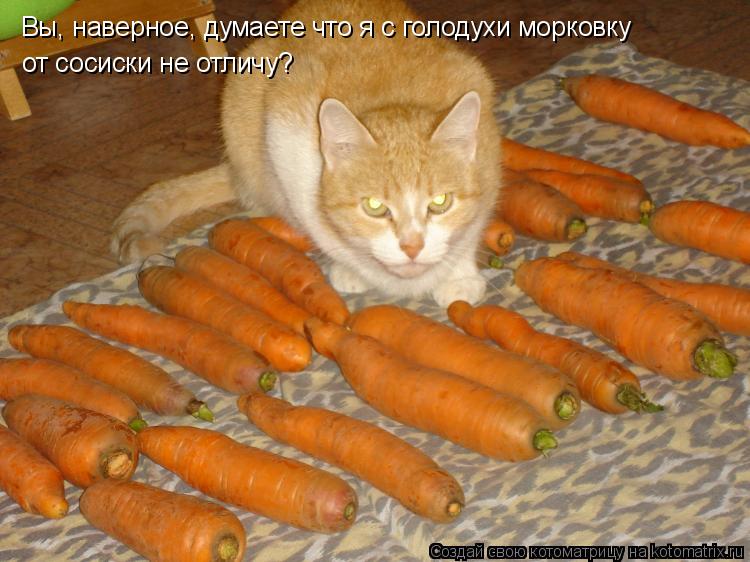 Вы, наверное, думаете что я с голодухи морковку от сосиски не отличу?... Котоматрица: Вы, наверное, думаете что я с голодухи морковку от сосиски не отличу?