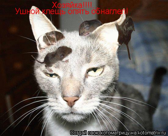Хозяйка!!!!... Ушной клещь опять обнаглел!... Котоматрица: Хозяйка!!!!... Ушной клещь опять обнаглел!