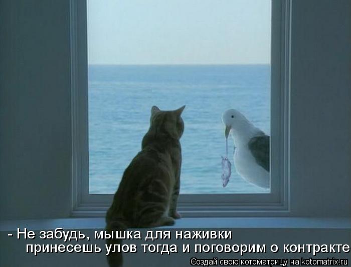 - Не забудь, мышка для наживки принесешь улов тогда и поговорим о контракте... Котоматрица: - Не забудь, мышка для наживки принесешь улов тогда и поговорим о контракте