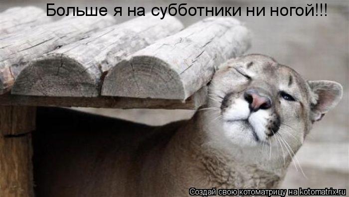 Больше я на субботники ни ногой!!!... Котоматрица: Больше я на субботники ни ногой!!!