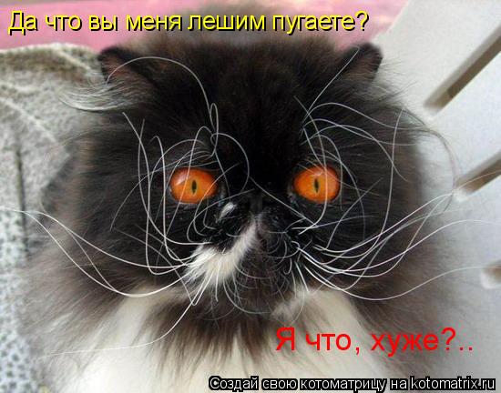 Да что вы меня лешим пугаете? Я что, хуже?..... Котоматрица: Да что вы меня лешим пугаете? Я что, хуже?..