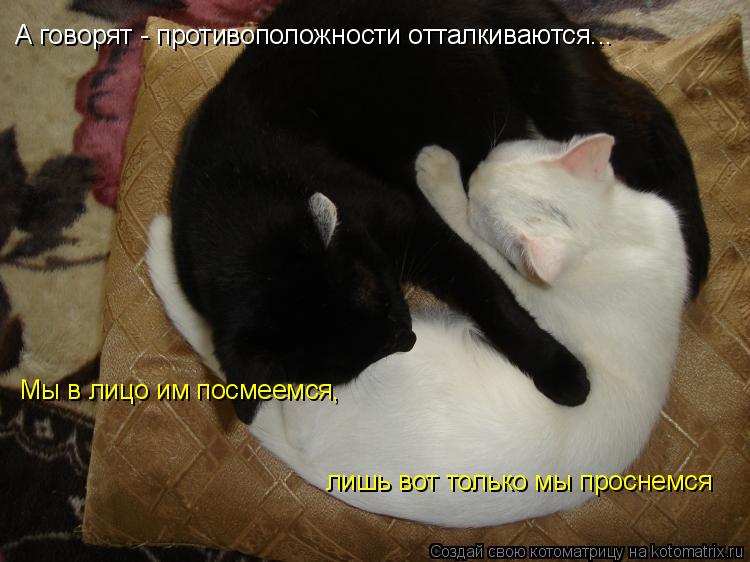 А говорят - противоположности отталкиваются... Мы в лицо им посмеемся, лишь вот только мы проснемся... Котоматрица: А говорят - противоположности отталкиваются... Мы в лицо им посмеемся, лишь вот только мы проснемся
