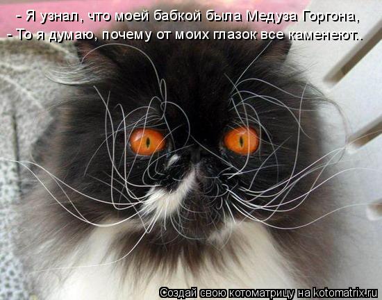 Котоматрица: - Я узнал, что моей бабкой была Медуза Горгона, - То я думаю, почему от моих глазок все каменеют..
