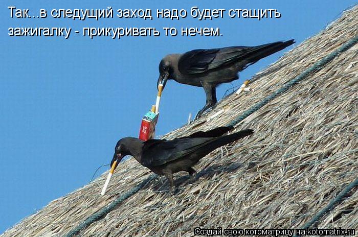 Так...в следущий заход надо будет стащить зажигалку - прикуривать то нечем.... Котоматрица: Так...в следущий заход надо будет стащить зажигалку - прикуривать то нечем.