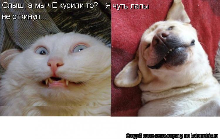 Слыш, а мы чЕ курили то? Я чуть лапы не откинул...... Котоматрица: Слыш, а мы чЕ курили то? Я чуть лапы не откинул...