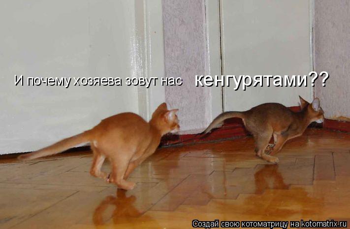 Котоматрица: кенгурятами?? И почему хозяева зовут нас