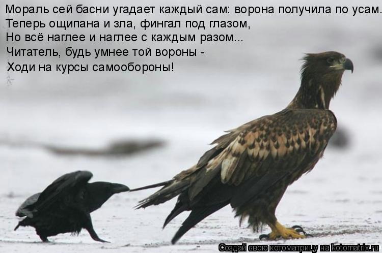 Мораль сей басни угадает каждый сам: ворона получила по усам. Теперь ощипана и зла, фингал под глазом... Котоматрица: Мораль сей басни угадает каждый сам: ворона получила по усам. Теперь ощипана и зла, фингал под глазом, Но всё наглее и наглее с каждым разом..
