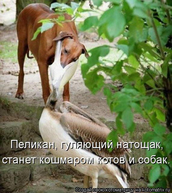 Пеликан, гуляющий натощак, станет кошмаром котов и собак.... Котоматрица: Пеликан, гуляющий натощак, станет кошмаром котов и собак.