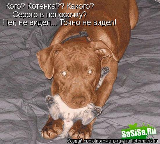 Кого? Котёнка?? Какого? Серого в полосочку? Нет, не видел... Точно не видел!... Котоматрица: Кого? Котёнка?? Какого? Серого в полосочку? Нет, не видел... Точно не видел!