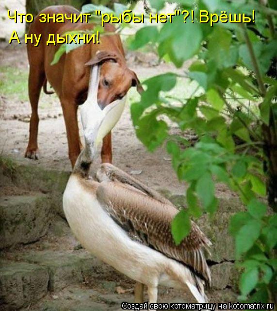 Что значит "рыбы нет"?! Врёшь! А ну дыхни!... Котоматрица: Что значит "рыбы нет"?! Врёшь! А ну дыхни!