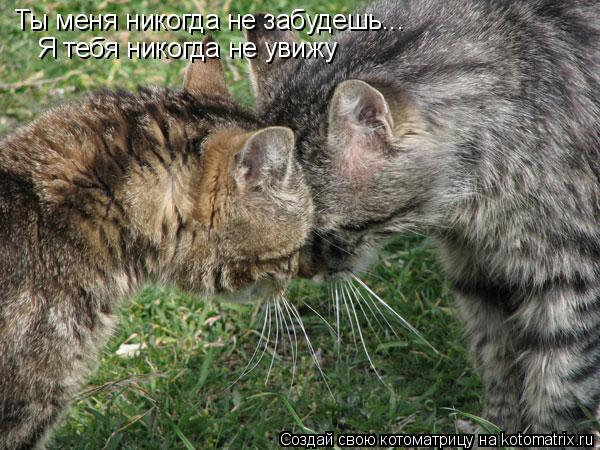Ты меня никогда не забудешь... Я тебя никогда не увижу... Котоматрица: Ты меня никогда не забудешь... Я тебя никогда не увижу