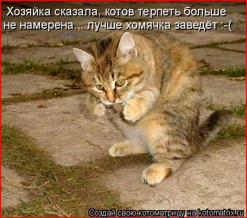 Хозяйка сказала, котов терпеть больше не намерена... лучше хомячка заведёт :-(... Котоматрица: Хозяйка сказала, котов терпеть больше не намерена... лучше хомячка заведёт :-(