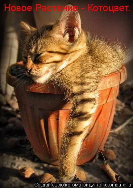 Новое Растение - Котоцвет.... Котоматрица: Новое Растение - Котоцвет.