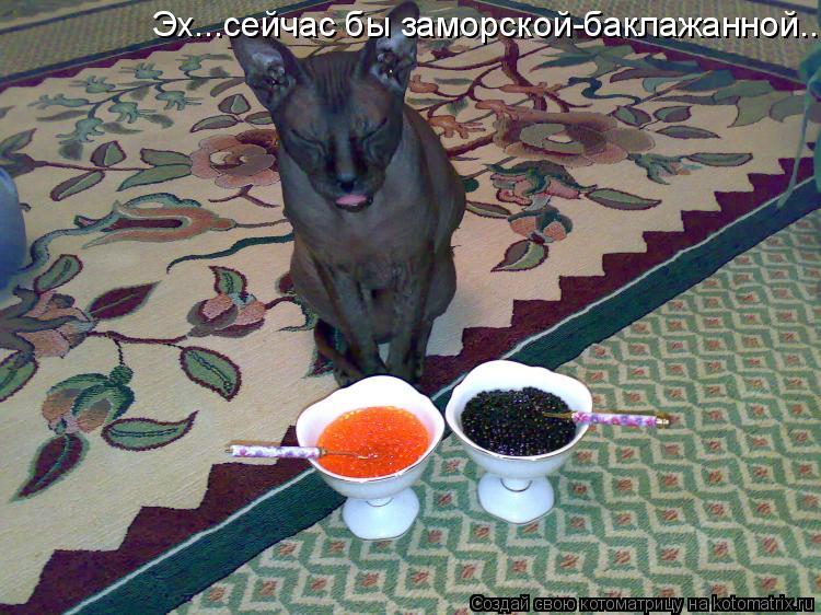 Эх...сейчас бы заморской-баклажанной...... Котоматрица: Эх...сейчас бы заморской-баклажанной...