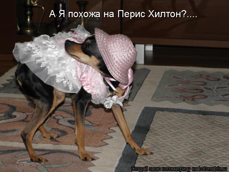 А Я похожа на Перис Хилтон?....... Котоматрица: А Я похожа на Перис Хилтон?....