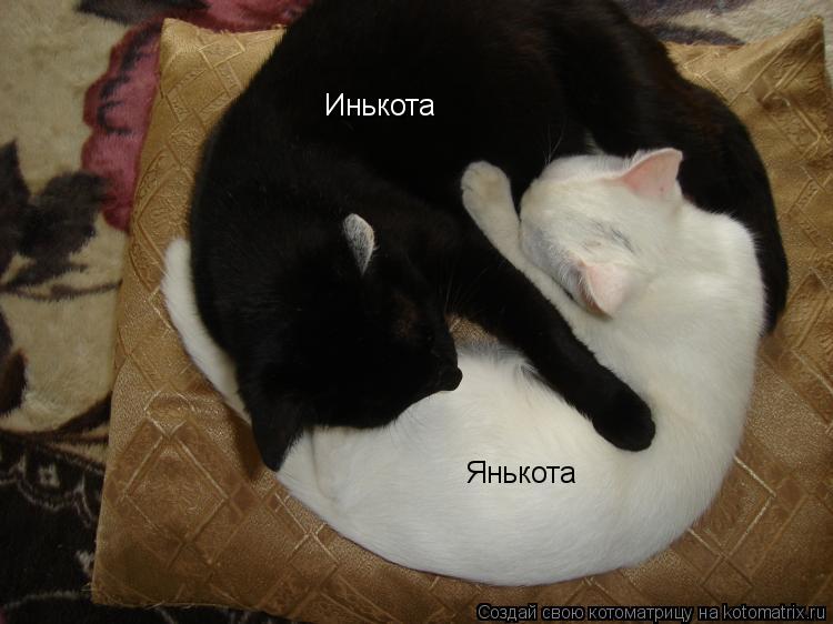 Инькота Янькота... Котоматрица: Инькота Янькота