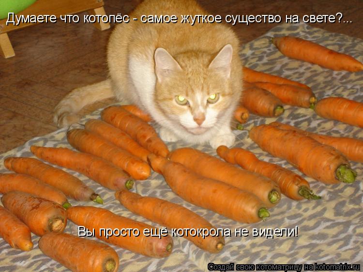 Думаете что котопёс - самое жуткое существо на свете?... Вы просто ещё котокрола не видели!... Котоматрица: Думаете что котопёс - самое жуткое существо на свете?... Вы просто ещё котокрола не видели!