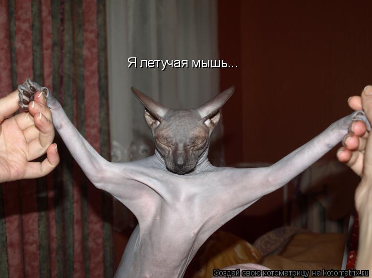Я летучая мышь...... Котоматрица: Я летучая мышь...